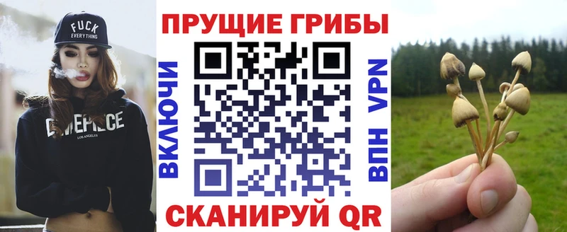 Купить  Россошь  Галлюциногенные грибы Psilocybe 